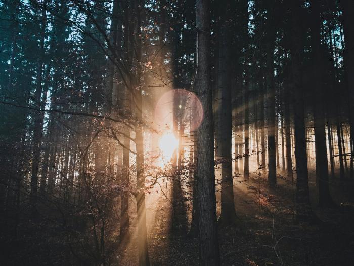 Forest sunlight